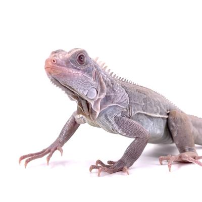 Iguana iguana Nova mâle NC 2024 3455 nommé "Iztac"