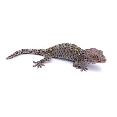 Gekko gecko NC 2022 mâle 1