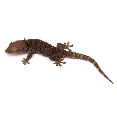 Gekko gecko NC 2022 mâle