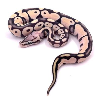 Python regius Scaleless pastel mâle 2024