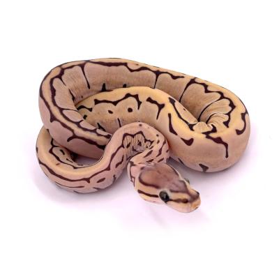 Python regius Scaleless pinstripe femelle 2 2024