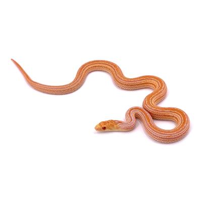 Pituophis catenifer annectans Albinos stripe