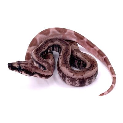 Boa imperator IMG ghost devil jungle femelle 1 NC 2024