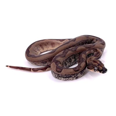 Boa imperator IMG ghost jungle femelle 2 NC 2024