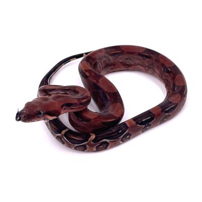 Boa imperator Blood poss het albinos femelle 7 NC 2024