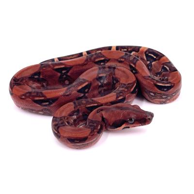 Boa imperator Blood poss het albinos mâle 9 NC 2024