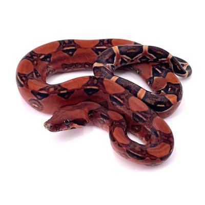 Boa imperator Blood poss het albinos femelle 10 NC 2024