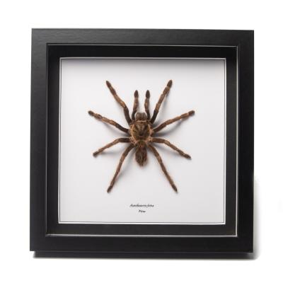 Acanthoscurria ferina sous cadre