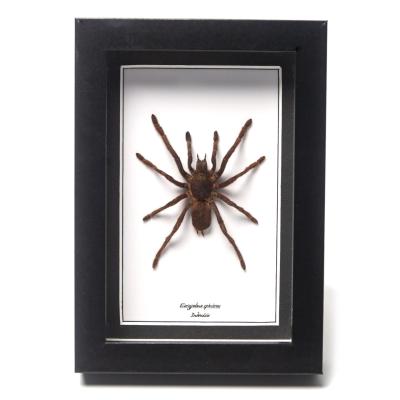 Eurypelma spinicrus sous cadre