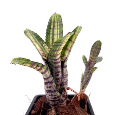 Neoregelia gremlin