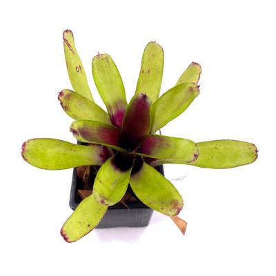 Neoregelia green ball