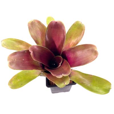 Neoregelia glossy print