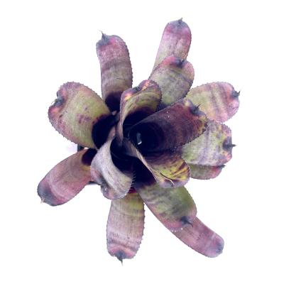 Neoregelia dungsiana x crach giant