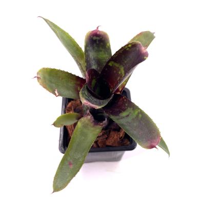 Neoregelia Dark mood