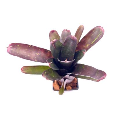 Neoregelia Darkest hour x Marble throat