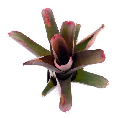 Neoregelia Cruenta red