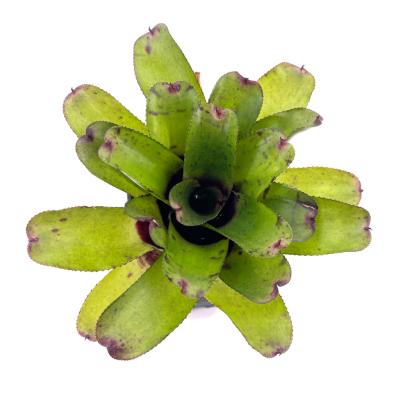 Neoregelia Chubby