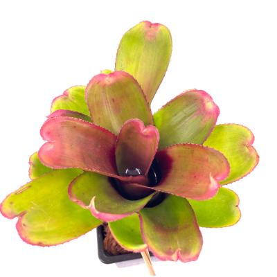 Neoregelia bailadora