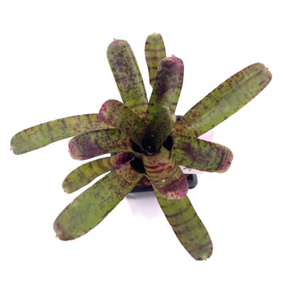 Neoregelia ampullacea hybrid