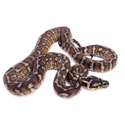 Morelia spilota variegata (harrisoni) mâle 49907