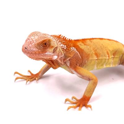 Iguana iguana Super crimson mâle NC 2024 3449