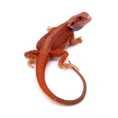 Pogona vitticeps Red hypo trans genetic stripe