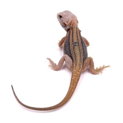 Pogona vitticeps Thunder