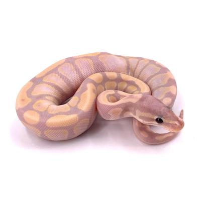 Python regius Super banana femelle 2024 21a