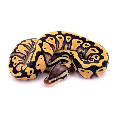 Python regius Pastel Yellow belly het clown femelle 2024 23