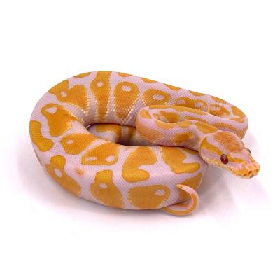 Python regius Lavender albinos possible leopard mâle 2024 14