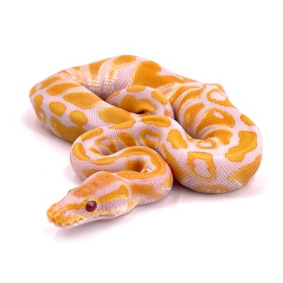 Python regius Lavender albinos possible leopard femelle 2024 15