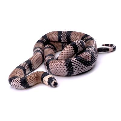 Lampropeltis triangulum hondurensis anery nc 23