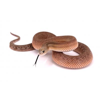 Pituophis melanoleucus mugitus Patternless nc 24