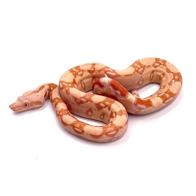 Boa imperator Albinos Kahl