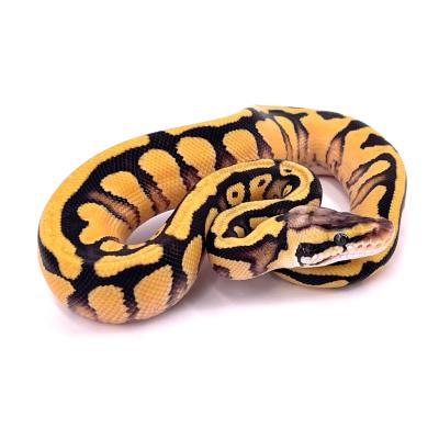 Python regius Enchi pastel yellow belly het clown mâle 12A NC 2024