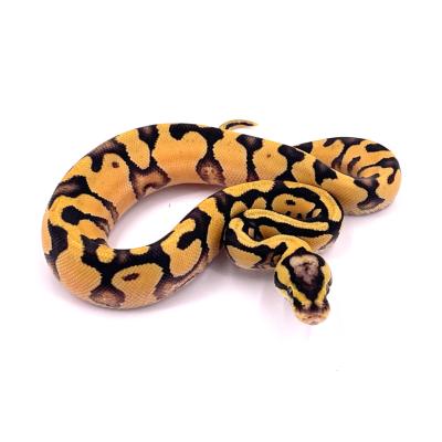 Python regius Enchi pastel yellow belly het clown femelle 22A NC 2024