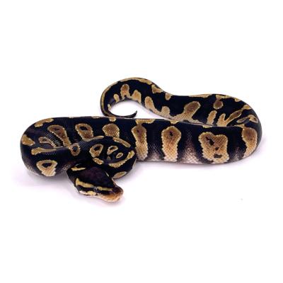 Python regius Chocolate het hypo 66% het pied femelle 1A NC 2024