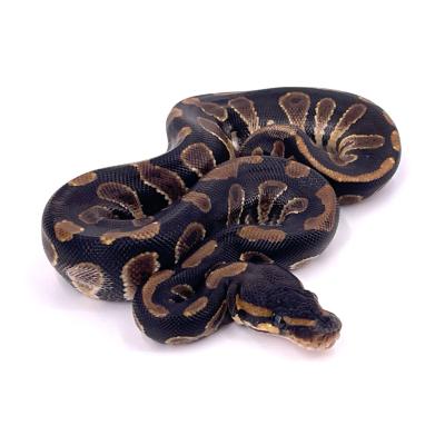 Python regius Chocolate het hypo 66% het pied femelle 2A NC 2024