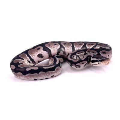 Python regius Pastel Axanthic VPI het pied mâle 9A NC 2024