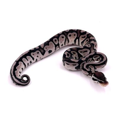 Python regius Pastel Axanthic VPI het pied femelle 10A NC 2024