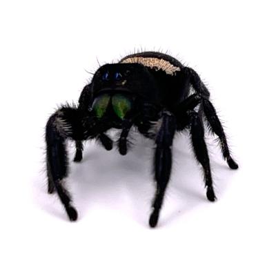 Phidippus regius Nord Florida L5 L6