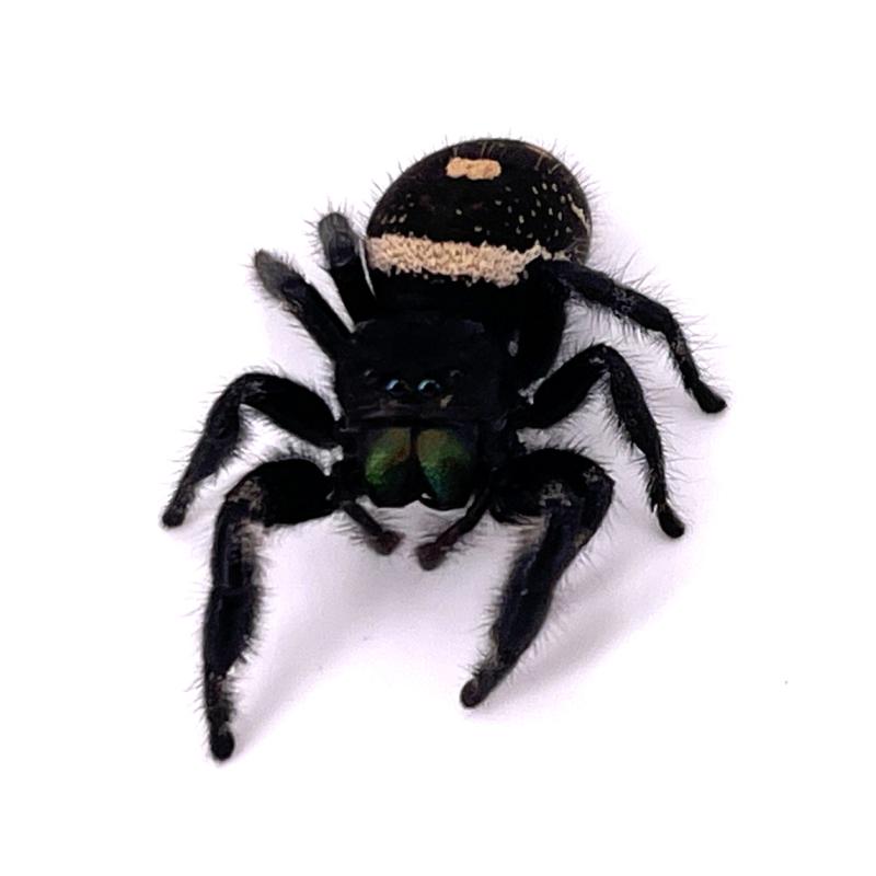 Phidippus regius Florida Medium (Araignée sauteuse) - REPTILIS