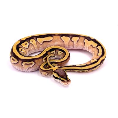 Python regius Enchi mojave pastel yellow belly het clown possible orange dream mâle 8A NC 2024