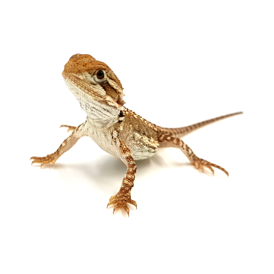 Pogona henrylawsoni