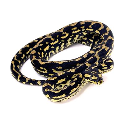 Morelia spilota cheynei souche USA VPI X German blood line NC 2024