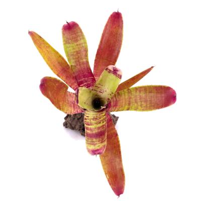 Neoregelia fish net