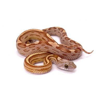 Pantherophis guttatus Golddust motley 2024