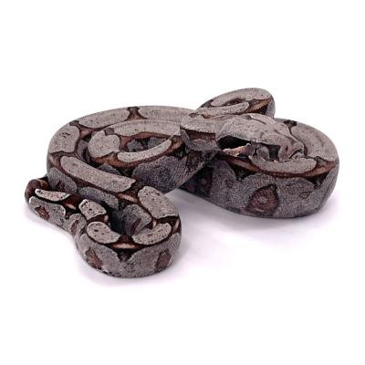 Boa constrictor amarali femelle NC 2024 45513