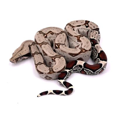 Boa constrictor Equateur femelle NC 2024 45526