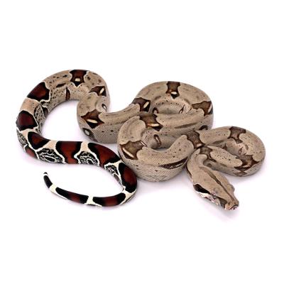 Boa constrictor Equateur mâle NC 2024 45515